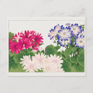 Cineraria von Tanigami Konan Postkarte