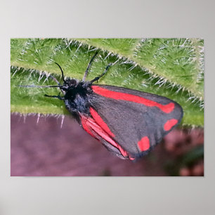 Cinnabar Moth on Nettle Poster