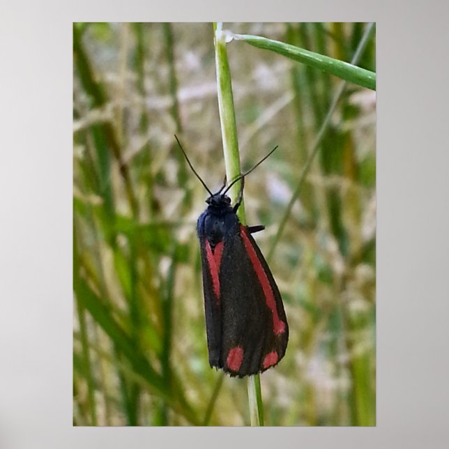 Cinnabar Moth Poster (Vorne)