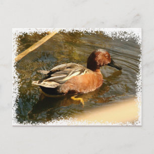 Cinnamon Aquamarin Duck Postcard Postkarte