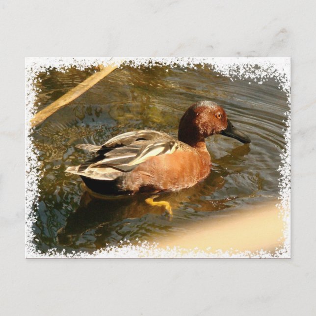 Cinnamon Aquamarin Duck Postcard Postkarte (Vorderseite)