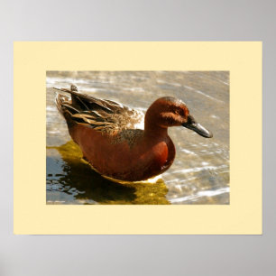 Cinnamon Aquamarin Duck Print Poster