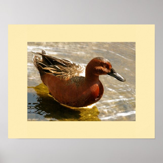 Cinnamon Aquamarin Duck Print Poster (Vorne)