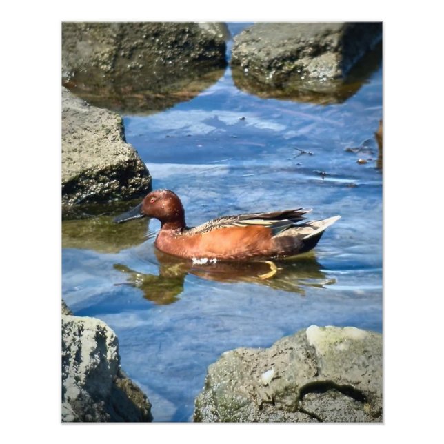 Cinnamon Aquamarin Fotodruck (Vorne)