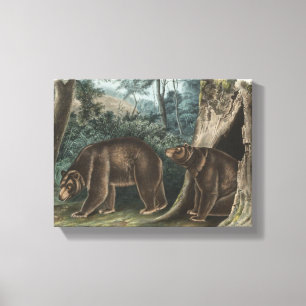 Cinnamon Bear Audubon Leinwanddruck