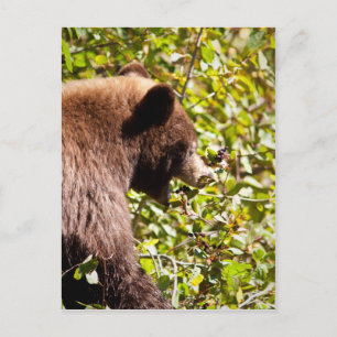 Cinnamon Black Bear Postkarte