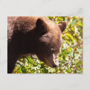 Cinnamon Black Bear Postkarte