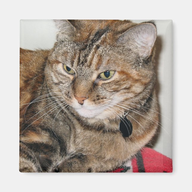 Cinnamon Magnet (Vorne)