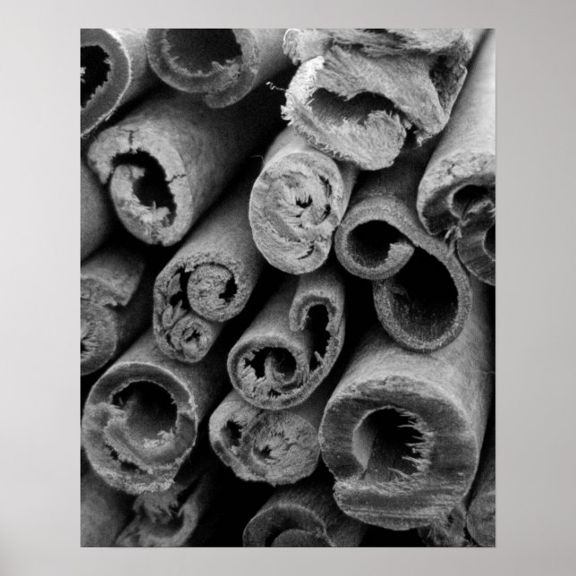 Cinnamon Sticks Poster (Vorne)