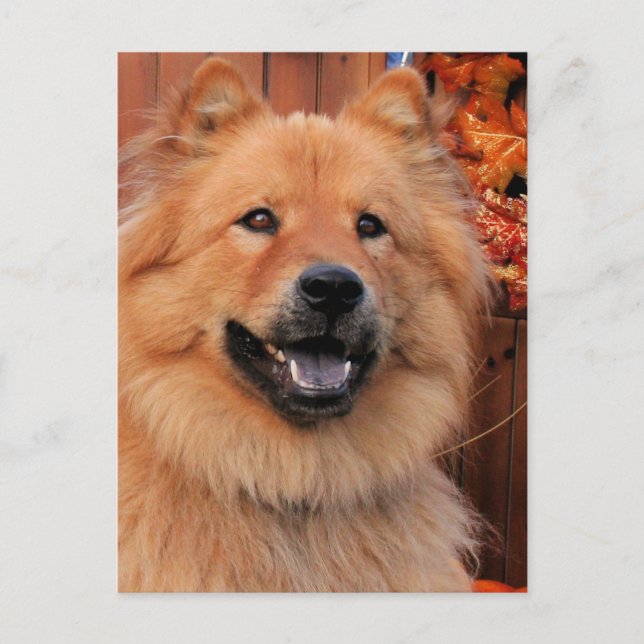 Cinny - Chow Chow Chow Foto-12 Postkarte (Vorderseite)