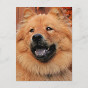 Cinny - Chow Chow Chow Foto - 5 Postkarte