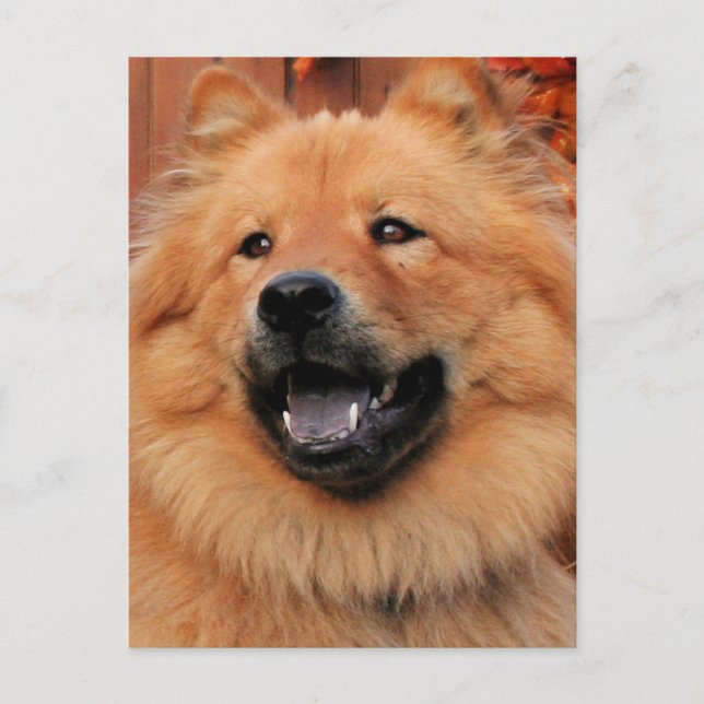 Cinny - Chow Chow Chow Foto - 5 Postkarte (Vorderseite)