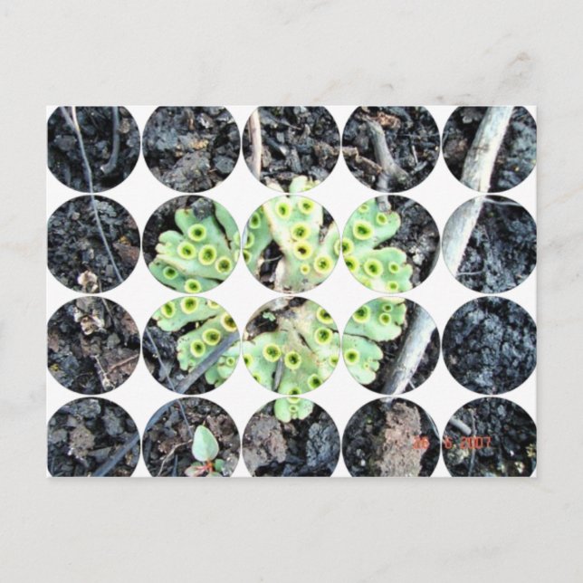 Circle Foto Postkarte (Vorderseite)