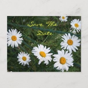 Circle of Daisies Postcard Ankündigungspostkarte