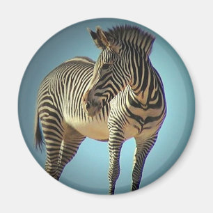 Circular Zebra Magnet