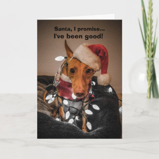 Cirneco dell'Etna Weihnachtskarte Feiertagskarte