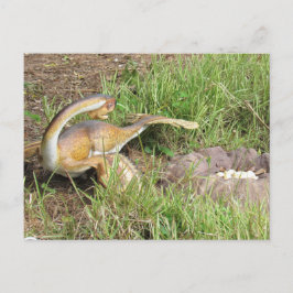 Citipati - Dinosaur - Lernkarte Postkarte