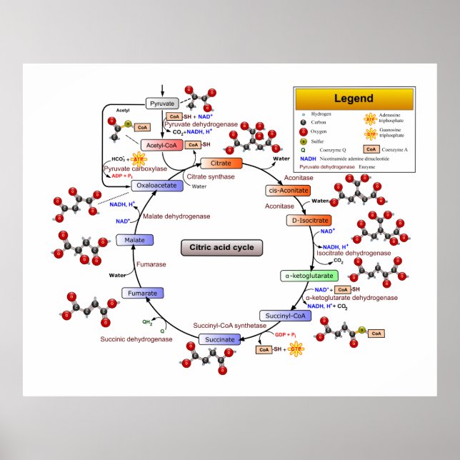 Citric Acid Cycle, TCA Cycle, Krebs Cycle Diagram Poster (Vorne)