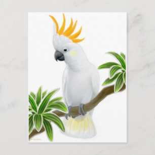 Citron Crested Cockatoo Postcard Postkarte