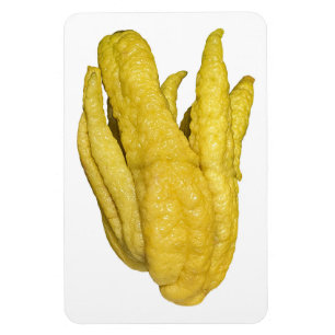 Citron Fruit Foto Magnet