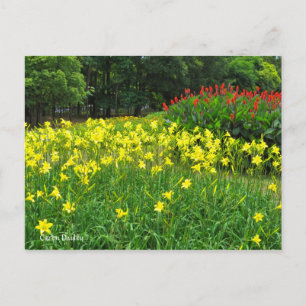 Citron Taglilie    [Postkarte] ポ ト ド Postkarte