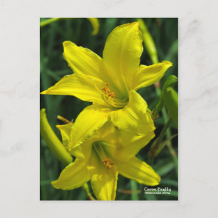 Citron Taglilie    [Postkarte] ポ ト ド Postkarte