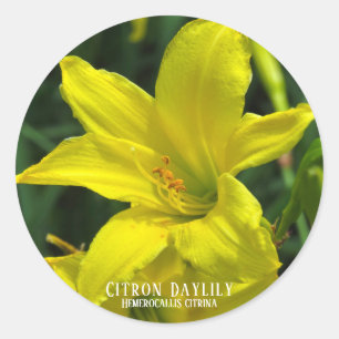 Citron-Taglilie [Round-Siegel] Runder Aufkleber