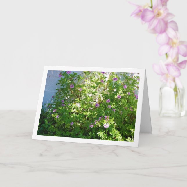 Citronella-Pflanze mit Flora Karte (Orchidee)