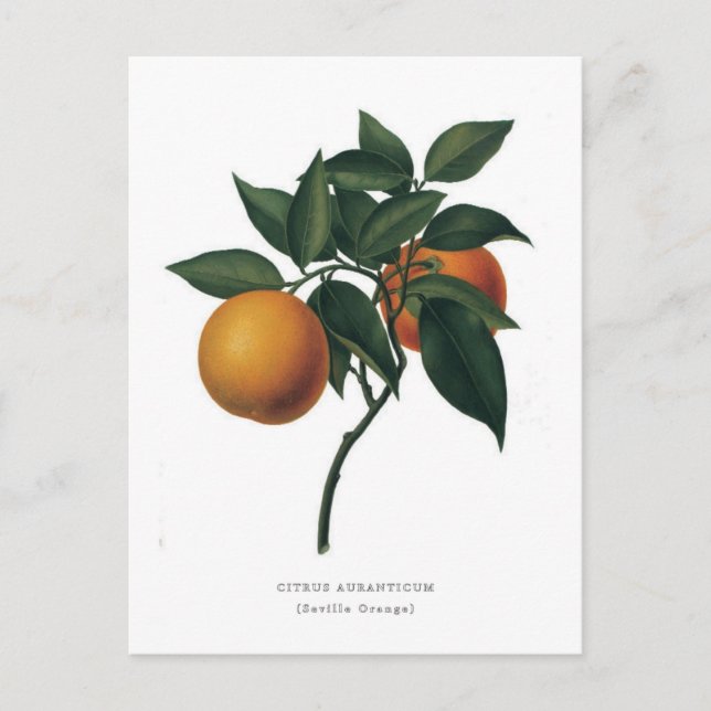 Citrus auranticum 'Seville Orange' Postkarte (Vorderseite)