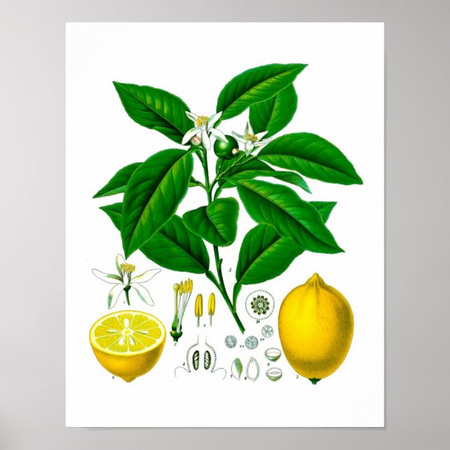 Citrus Fruit Lemon Botanical Print no 7 Wall Art Poster (Vorne)