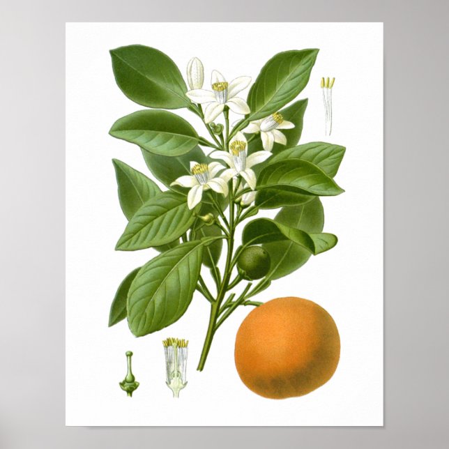 Citrus Fruit Orange Botanical Print no 2 Wall Art Poster (Vorne)