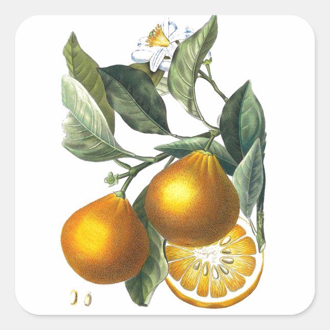 Citrus Fruit Orange Botanische Kunst Nr. 5 Wohnges Quadratischer Aufkleber (Vorderseite)