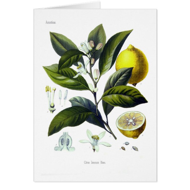 Citrus Limonum (Zitrone) (Vorne)