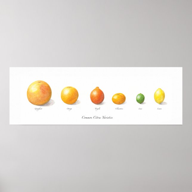 Citrus-Sammlung Poster (Vorne)