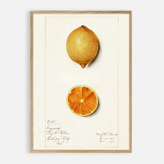 Citrus Vintage Aquarellfarbe Poster
