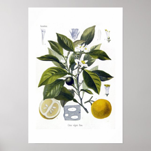 Citrus vulgaris (Orange) Poster (Vorne)