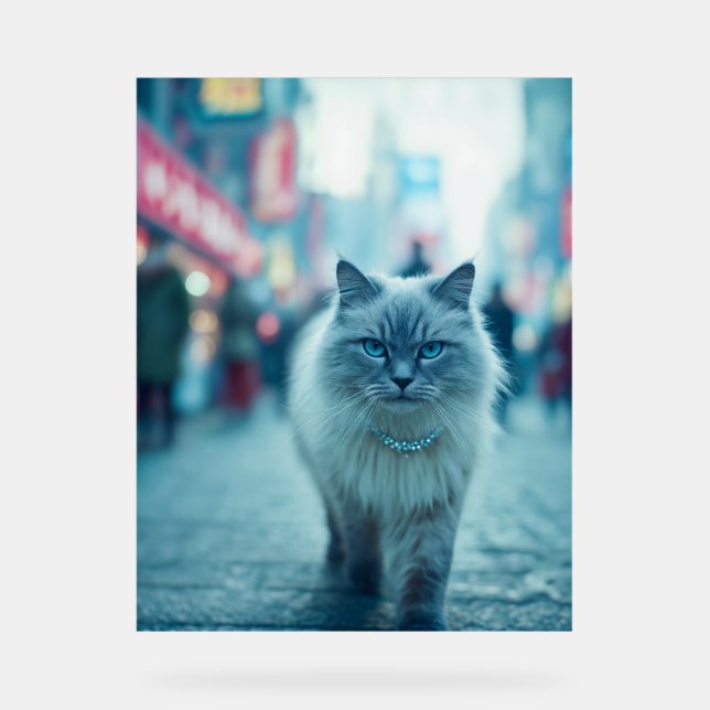 City Chic: Die Catwalk Queen Acrylschild (Vorderseite)