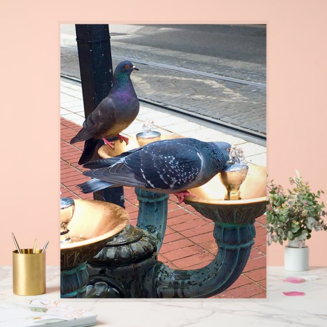 City Fountain Pigeons  Acrylschild (Hochzeit)