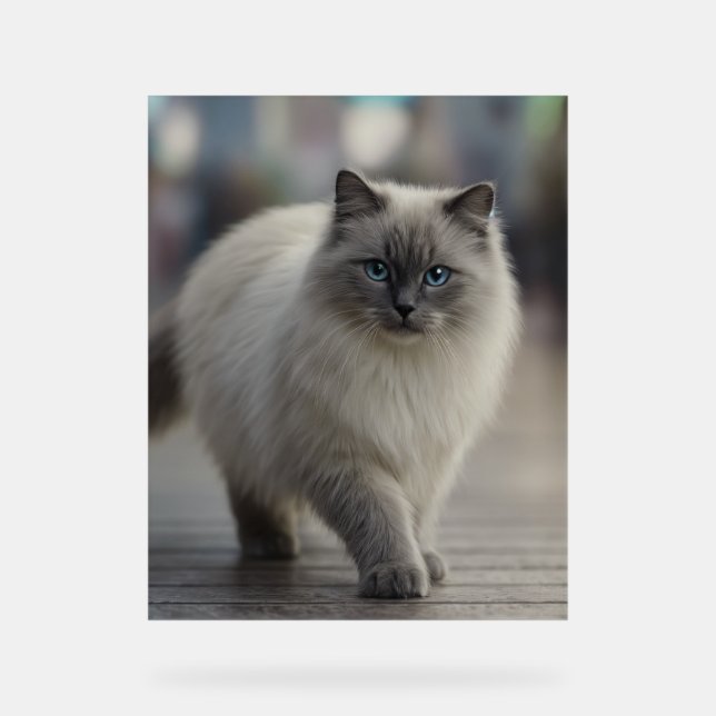 City Strolls and Sapphire Eyes Acrylschild (Vorderseite)