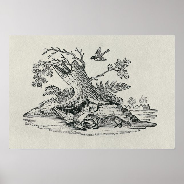 Civet mit Cockerel aus der "Geschichte der Quadrup Poster (Vorne)