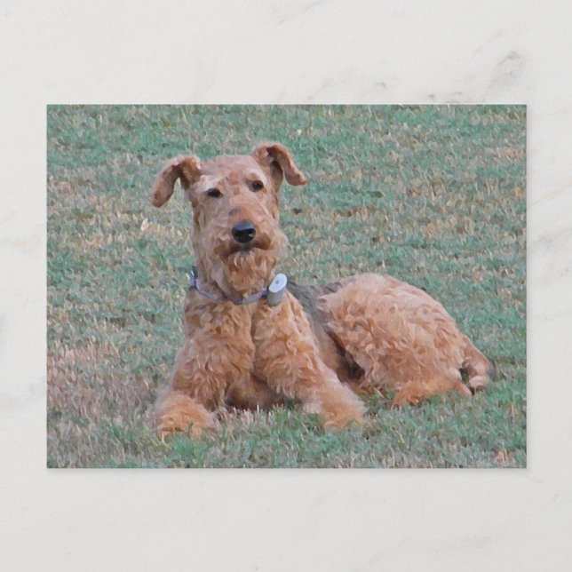 CJ - Airedale Terrier Postcard Postkarte (Vorderseite)