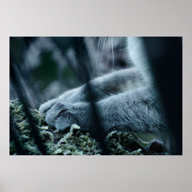 Clad in Velvet Poster (Vorne)