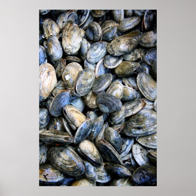 Clam Bake Poster (Vorne)