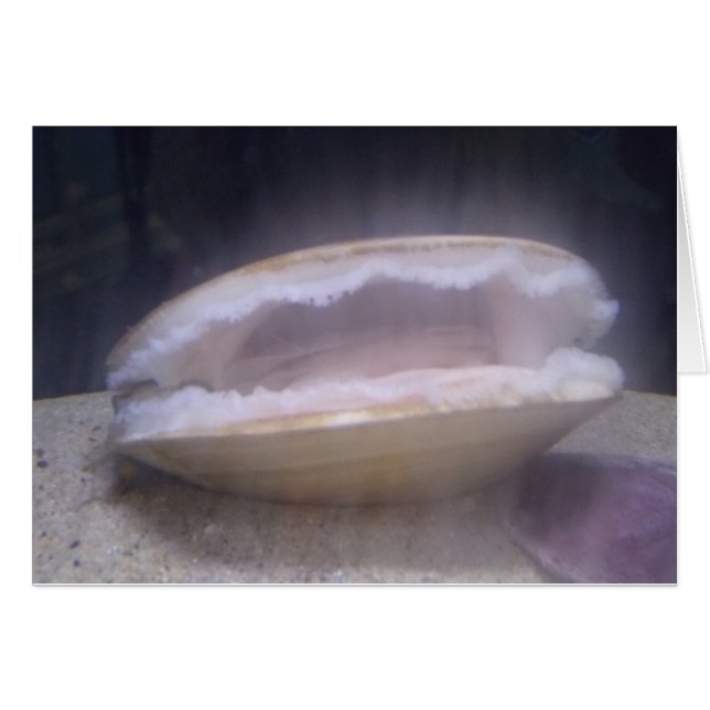 Clam Mystic (Vorderseite (Horizontal))