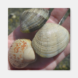 Clams und Cockle Magnet