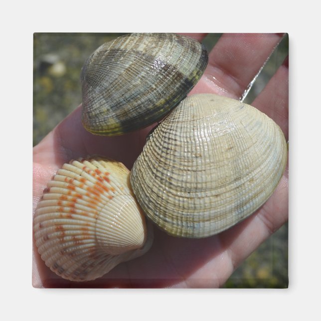 Clams und Cockle Magnet (Vorne)