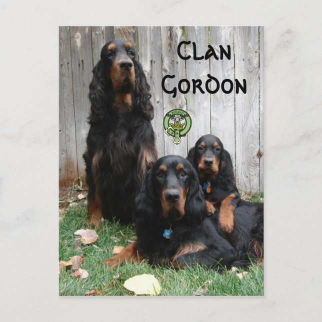 Clan Gordon, Gordon Setter Generationen Postkarte (Vorderseite)