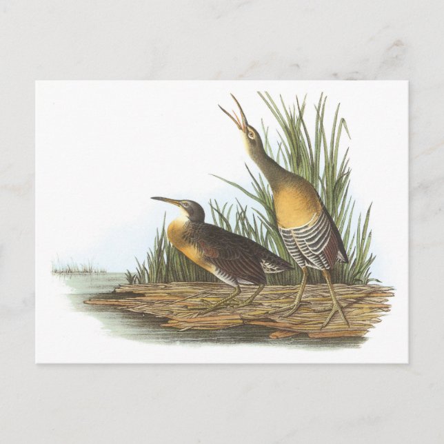 Clapper Rail von Audubon Postkarte (Vorderseite)