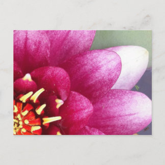 Claret Cfarbige Water Lily Postkarte