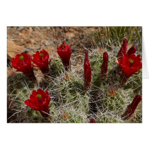 Claret Cup cactus Blume 2